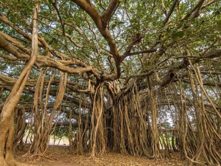 C&uacute;rcuma y Frutas: Secretos Indios para Digesti&oacute;n