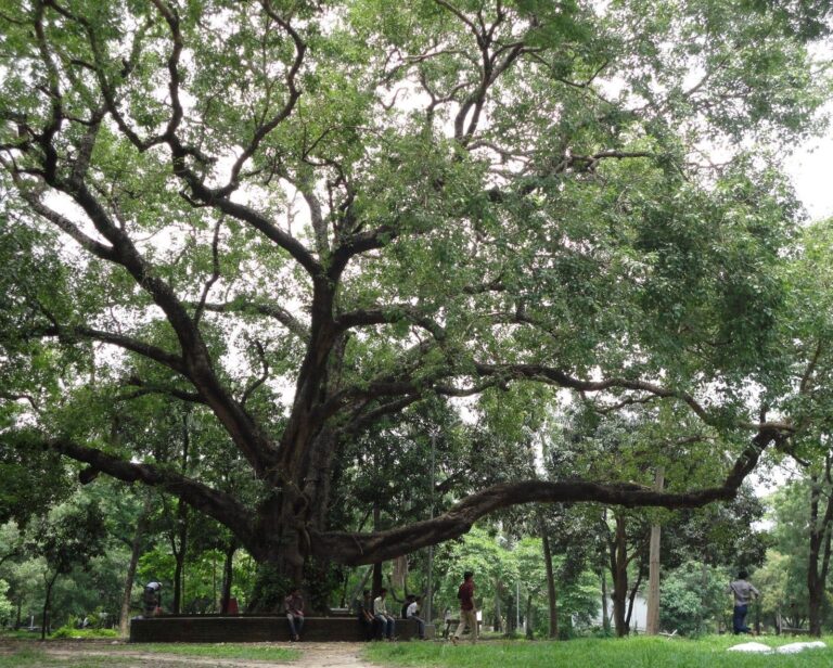 El Mango: El Rey de las Frutas de la India