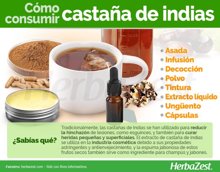 Gu&iacute;a para Preparar T&eacute; de Casta&ntilde;o de Indias