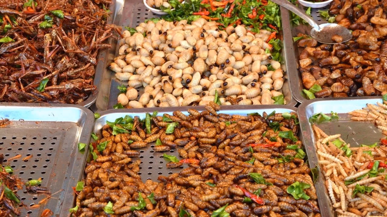 &iquest;Qu&eacute; insectos com&iacute;an los mayas?