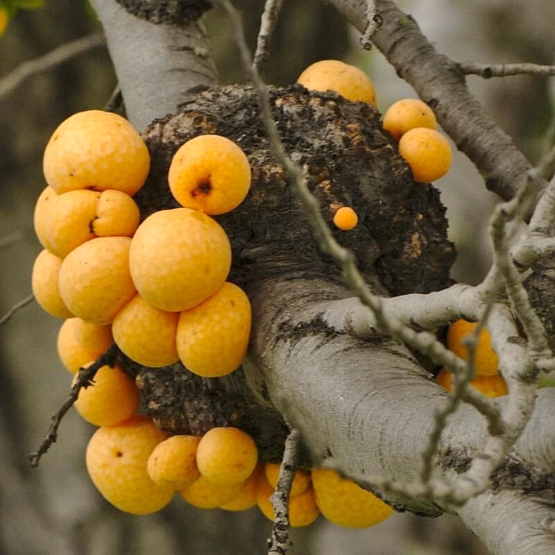 ¿Cómo se consumen los hongos secos?