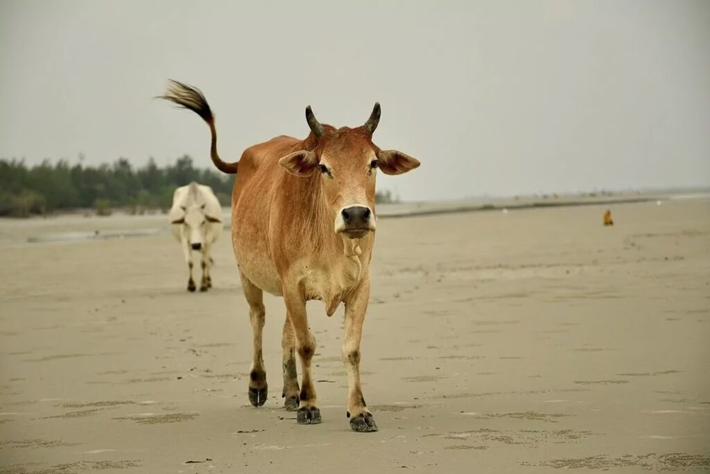La Vaca Sagrada y su Sabor en la Cocina India
