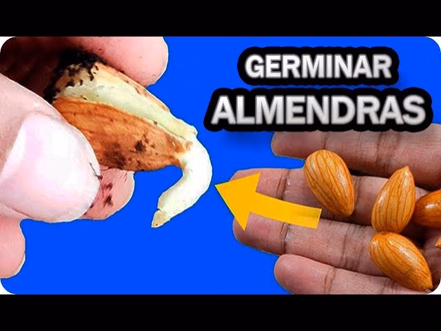 &iquest;C&oacute;mo cultivar un almendro indio a partir de una semilla?