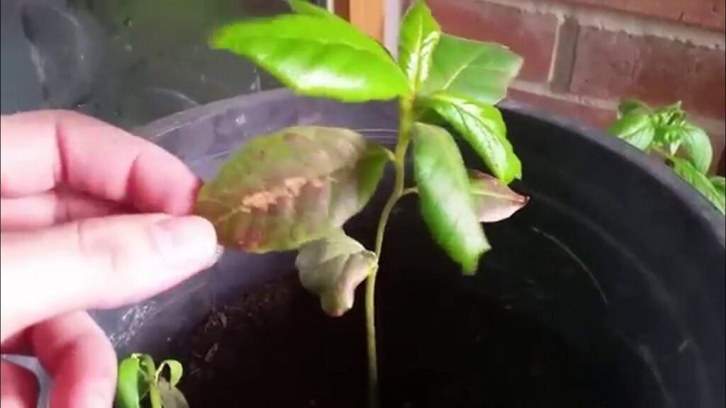 Almendro Indio: Cultivo, Sabor y Tradición