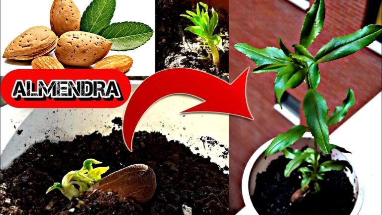 Gu&iacute;a Completa para Plantar tu Propio Almendro