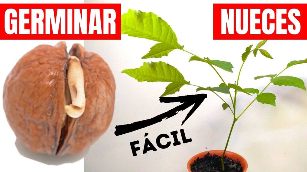 Germinar Nueces en Casa: Guía Fácil y Nutritiva