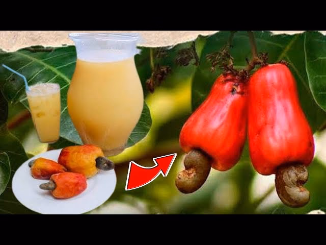 &iquest;C&oacute;mo germinar nueces en casa?