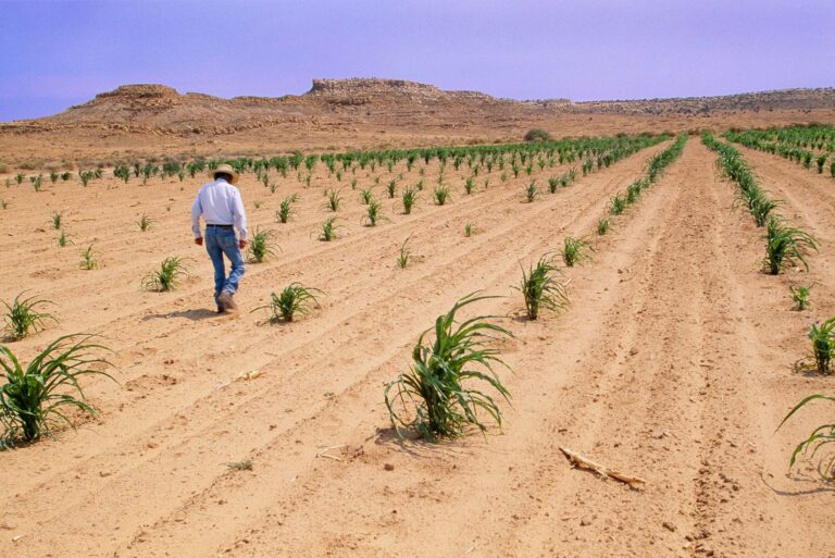 La Tierra en el Plato: El Alma de la Comida India