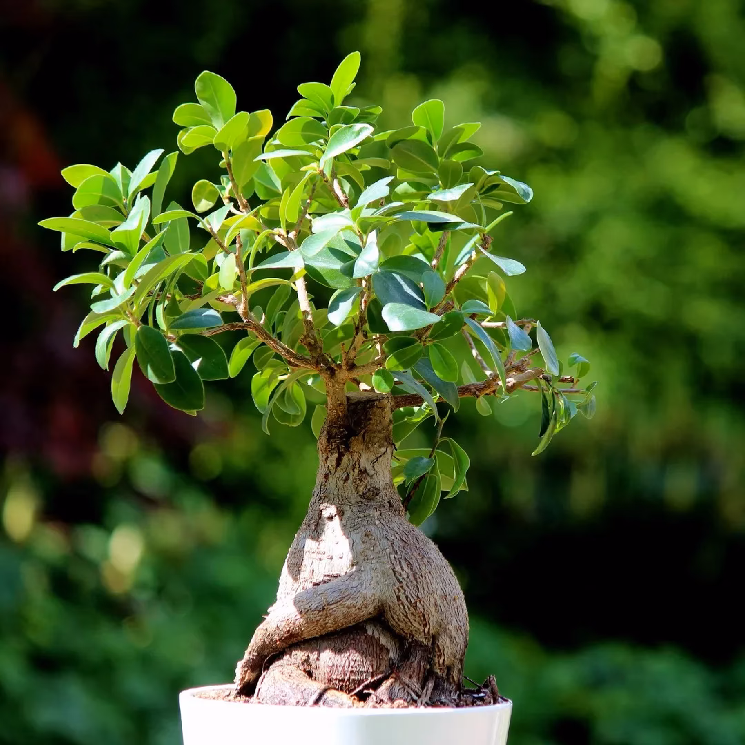 &iquest;Es bueno tener una planta de laurel en la casa?