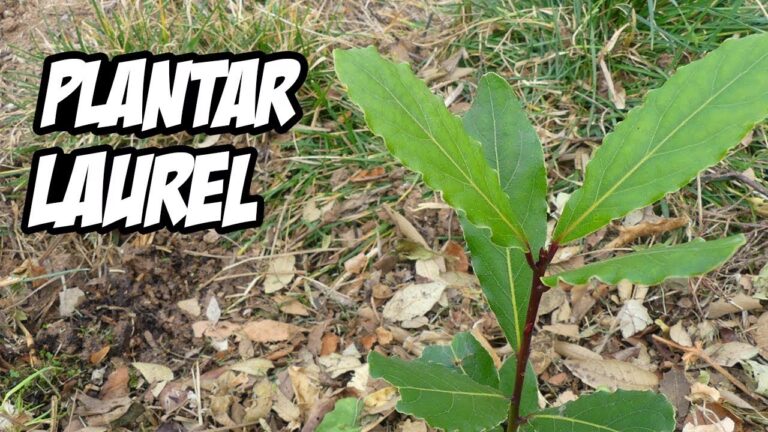 Cultiva Laurel en Casa: Gu&iacute;a F&aacute;cil de Reproducci&oacute;n