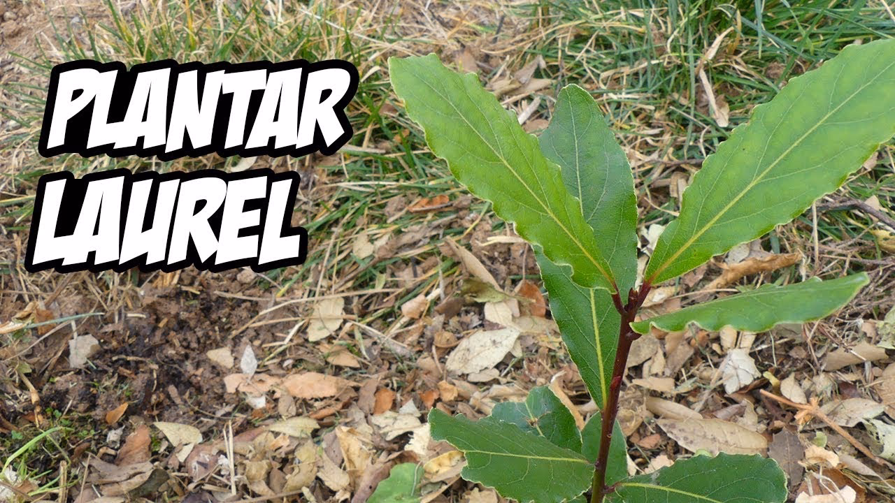 &iquest;C&oacute;mo se siembra el &aacute;rbol de laurel?