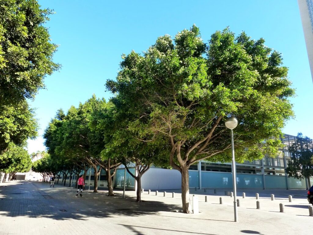 Guía para Plantar el Laurel de la India