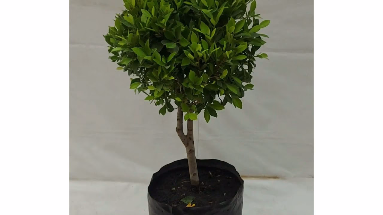 &iquest;C&oacute;mo plantar un laurel de la India?