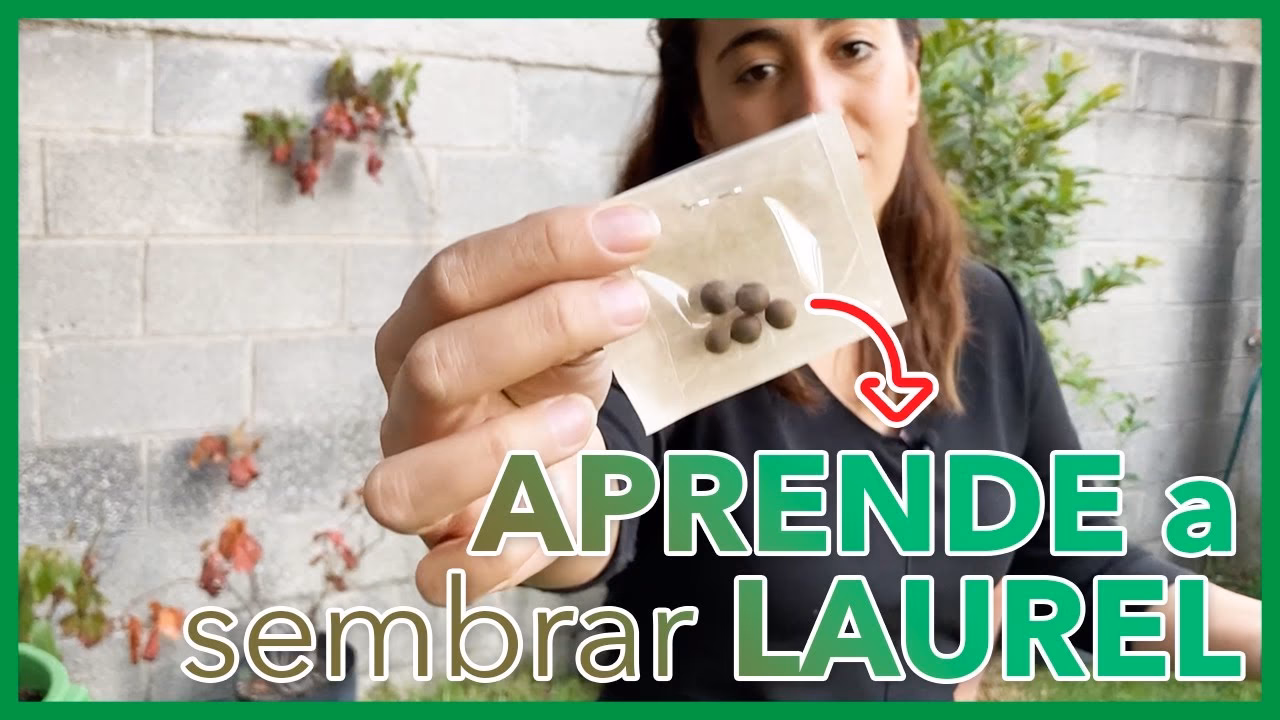 ¿Cómo se reproduce la planta de laurel?