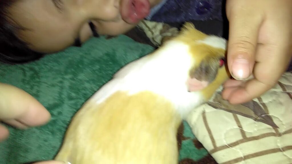 Guía Completa del Embarazo y Parto de Cobayas