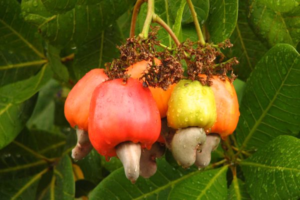 &iquest;Se puede comer el fruto del casta&ntilde;o de indias?