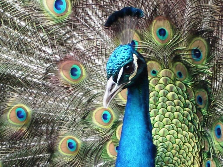 Sabores de la Fortuna y Gratitud en la India