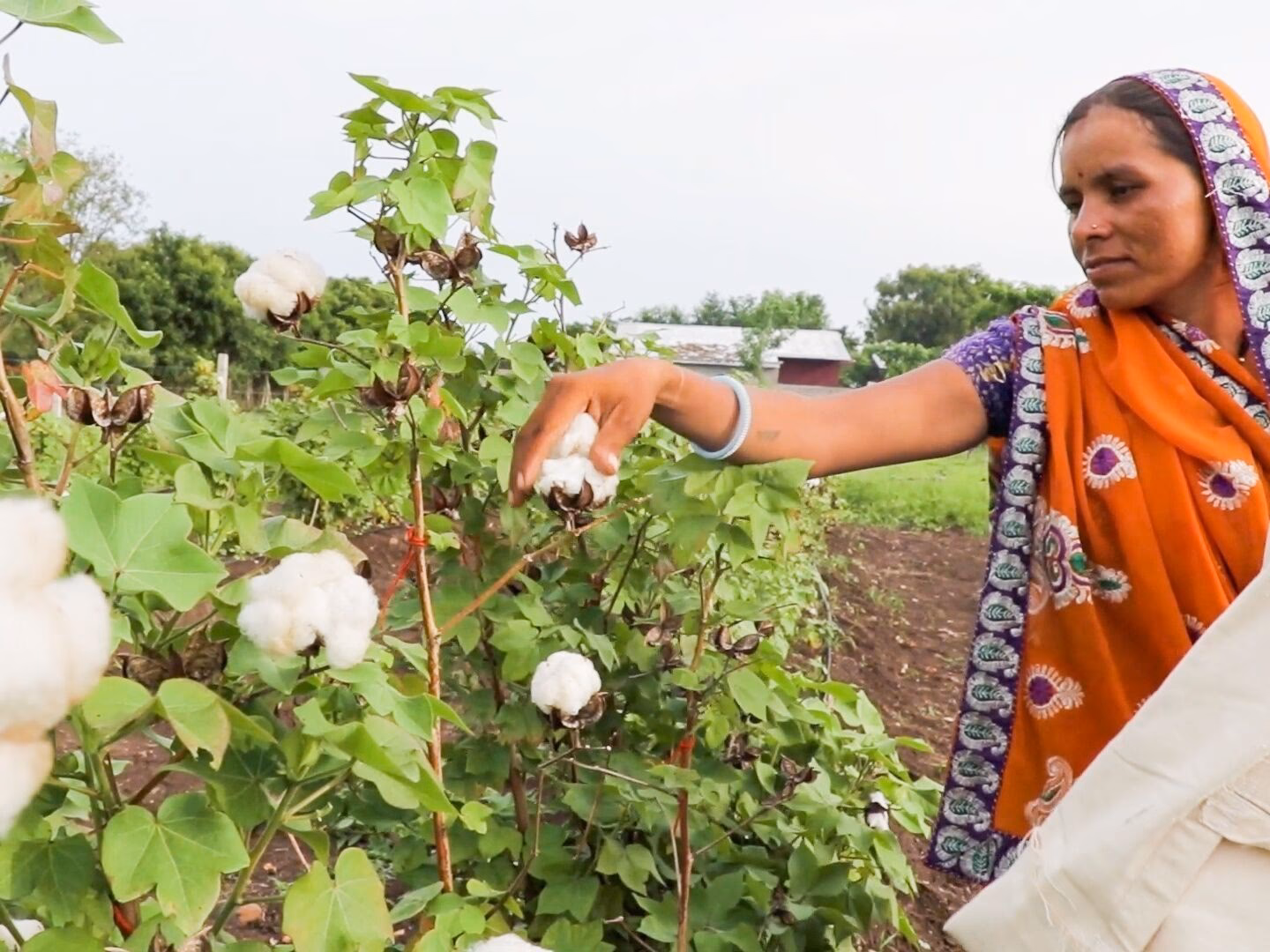 &iquest;Qu&eacute; pa&iacute;s produce el mejor algod&oacute;n del mundo?