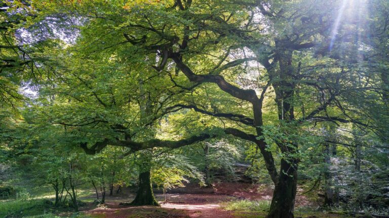 La Selva India: Una Despensa de Sabores Ocultos