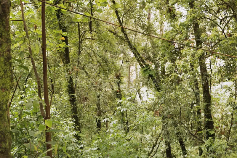 ¿la India es un país tropical?