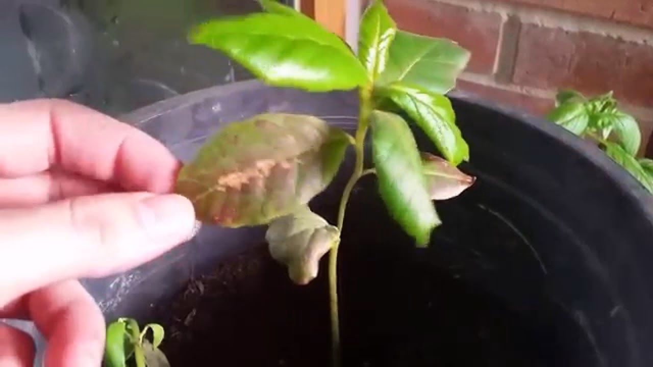 &iquest;Qu&eacute; se necesita para plantar un almendro?