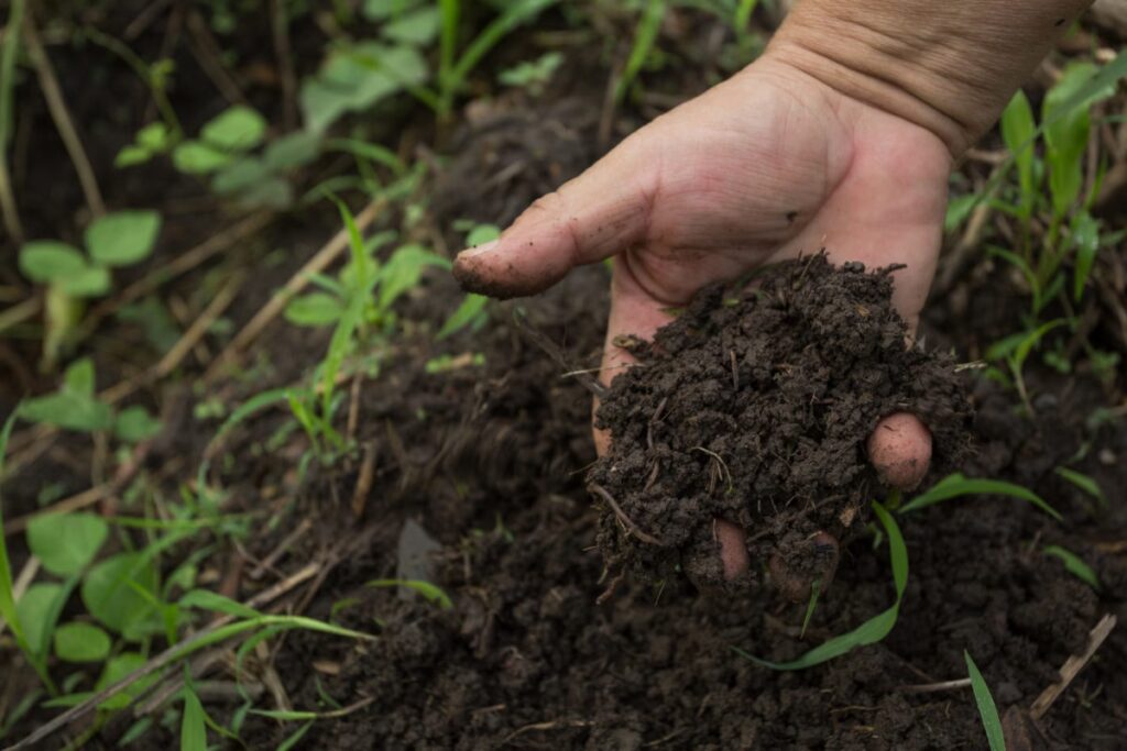 Terra Preta: El Secreto Ancestral del Amazonas