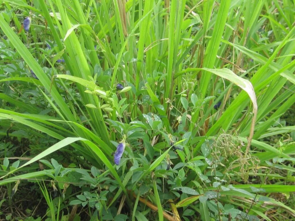 La Dieta de las Vacas Sagradas de la India